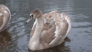 Gulbės ežere