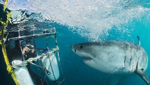 Didysis baltasis ryklys / Ekstremalus nardymas / Scubadiving.com nuotr.