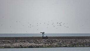 Pajūryje &ndash; tradicinės pauk&scaron;čių palydėtuvės