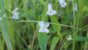 Griovinė na&scaron;laitė (Viola persicifolia)