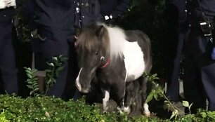 Ponis Charlotte 