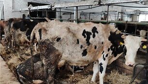 VMVT patikrinimas Anyk&scaron;čių rajone esančiame galvijų ūkyje