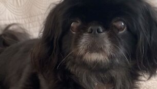 Deimantės Guobytės pekinų veislės kalytė