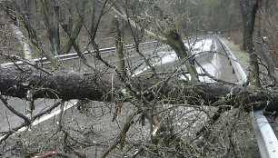 „Grinda“ šalina nuvirtusius medžius Vilniaus Šilo gatvėje