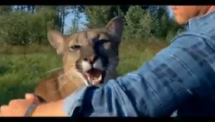 Egidijus Knispelis &bdquo;TV pagalbos&ldquo; anonse filmavosi su puma
