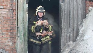 Rusijoje iš gaisro gelbėjami paršiukai