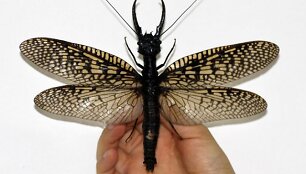 Didžiausio pasaulyje vandens vabzdžio Megaloptera ilgis i&scaron;skleidus sparnus siekia 21 cm