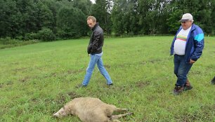 Roki&scaron;kio rajone papjauta avis
