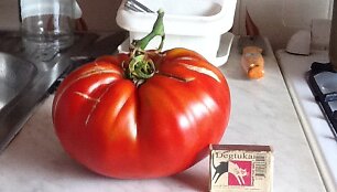 Pomidoras svėrė daugiau nei 1 kilogramą
