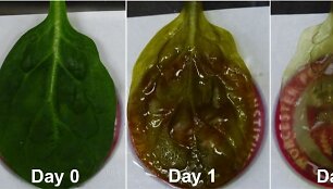 &Scaron;pinato lapo transformacijai į &scaron;irdies auginimui tinkamą audinį