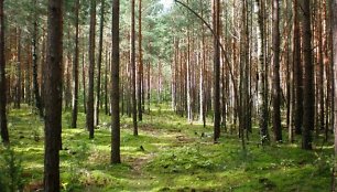 Bijotų miškas Metelių regioniniame parke