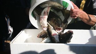 Sveriama dalyvių sugauta žuvis. 2010 m.  rugsėjo 25 d.