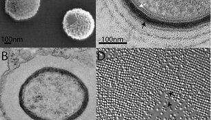 Mollivirus sibericum dalelių atvaizdavimas