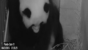 Panda Mei Xiang