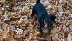 Kaune, Milikonių mikrorajone, dingo jegterjero veislės patelė