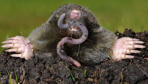 Kurmis