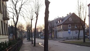 Nugenėti medžiai A.Mackevičiaus gatvėje, skaitytojo Gedimino nuotr.
