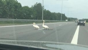 Greitkelyje spūstis kėlusi gulbių šeimynėlė