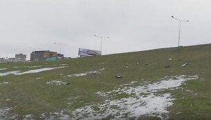 Negyvi balandžiai Kaune