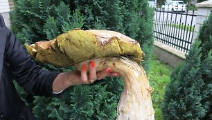 Pagramančio mi&scaron;kuose rastas baravykas milžinas