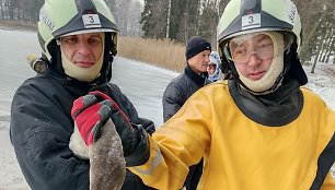 Gulbės gelbėjimo operacija