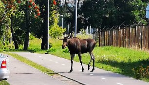 Po miestą klaidžiojantis briedis