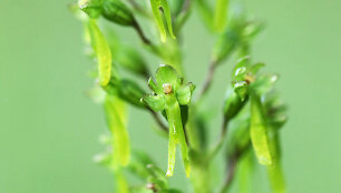 Kiau&scaron;ininė dviguonė (lot. Listera ovata)