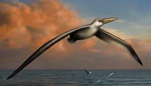 Taip galėjo atrodyti didžiausias planetos paukštis Pelagornis-sandersi