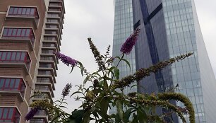 Naujas ECB pastatas dygsta buvusioje Frankfurto turgavietėje