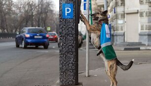 Automobilių parkavimą kontroliuoja ir &scaron;unys