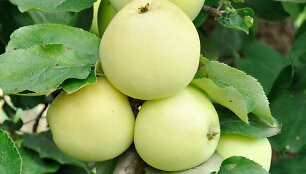Obuoliai