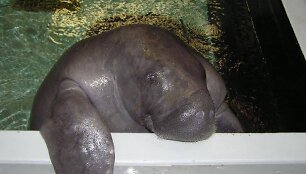 Seniausias pasaulio Lamantinas Snooty'is