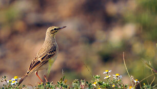 Anthus campestris &ndash; Dirvoninis kalviukas