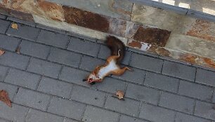 Feisbuke dalijamasi kritusios voverės nuotrauka
