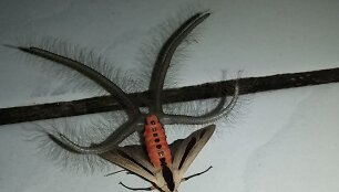 Drugys Creatonotos Gangis