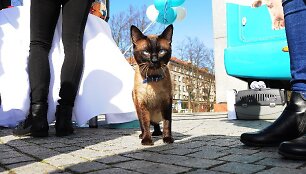 Mobilios kačių klinikos atidarymo akimirkos Klaipėdoje.
