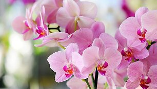 Orchidėja
