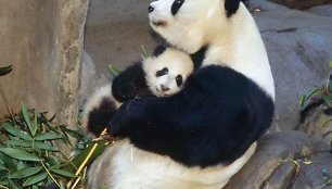 Panda su jaunikliu