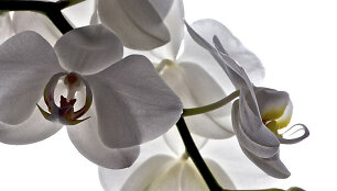 Orchidėja skatina kūrybi&scaron;kumą ir rūpinasi mūsų grožiu
