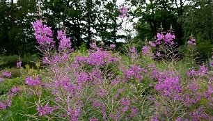 Siauralapis gaurometis (Epilobium angustifolium)