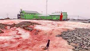 Kraujo spalvos sniegas Antarktidoje
