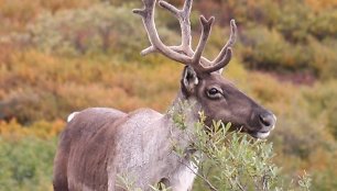 Šiaurės elnias Denali parke