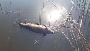 Kauno mariose aplinkosaugininkai aptiko pusšimtį negyvų karpių ir sterkų