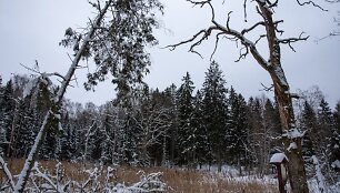 Liepijų pėsčiųjų trasa