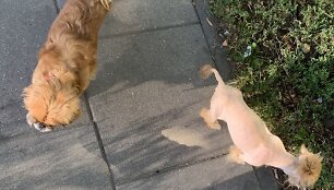 Deimantės Guobytės pekinų veislės kalytės