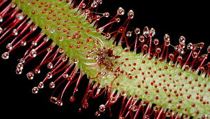 Kapo saula&scaron;arė (Drosera capensis)