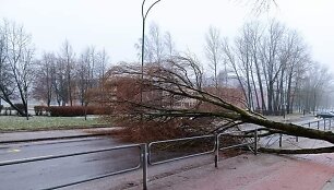 Klaipėdoje ant automobilių, gatvių virto medžiai.
