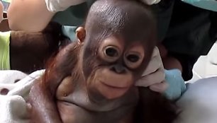 Orangutangas