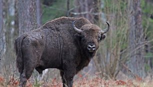 Valstybinės saugomų teritorijų tarnybos nuotr. Stumbras