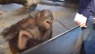 Zoologijos sodo lankytojo triukas išverčia iš kojų orangutangiuką.